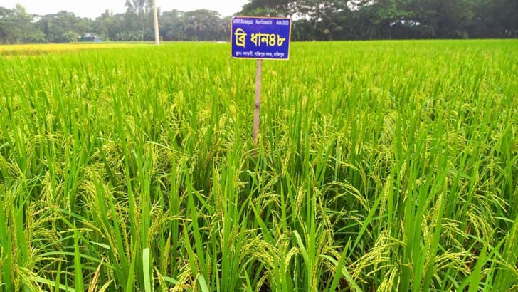 আউশের উৎপাদন বাড়াতে ৬৪ কোটি টাকার প্রণোদনা