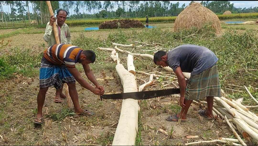 বকশীগঞ্জে সভাপতির বিরুদ্ধে স্কুলের ১৩টি গাছ বিক্রির অভিযোগ