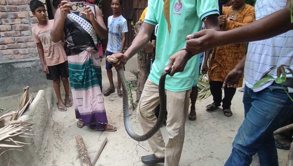 বাগেরহাটে বসতবাড়ি থেকে পদ্ম গোখরা উদ্ধার