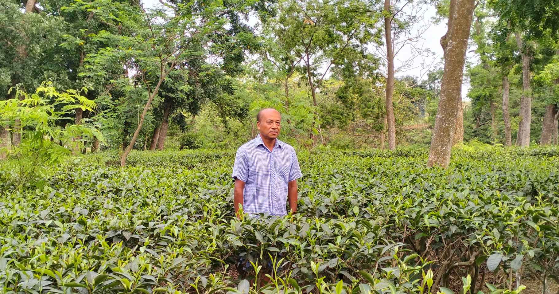 বাঁশখালী চা-বাগানের নয়নাভিরাম দৃশ্যে মন কাড়ছে দর্শনার্থীদের