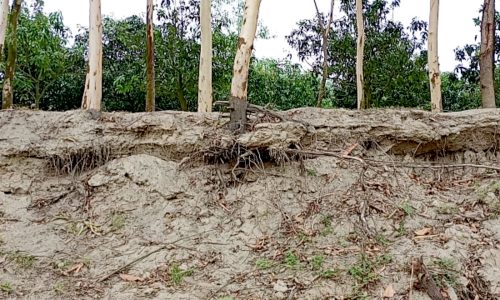 ফুলবাড়ীতে অবৈধ বালু উত্তোলনের গর্তে ৪০ হাজার টাকার কাঠের গাছ