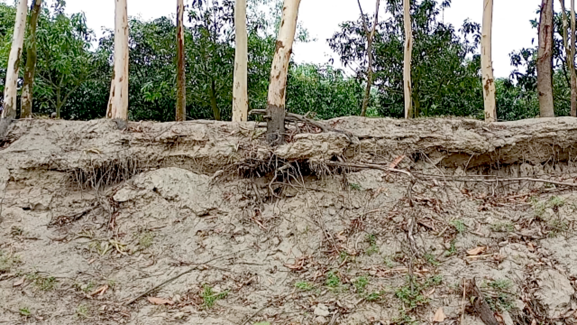 ফুলবাড়ীতে অবৈধ বালু উত্তোলনের গর্তে ৪০ হাজার টাকার কাঠের গাছ