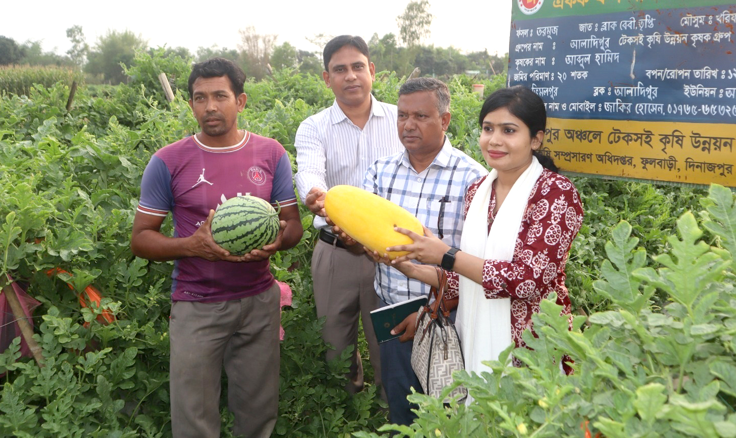 ফুলবাড়ীতে মাচায় রং বে রং এর তরমুজ চাষে সফল কৃষক