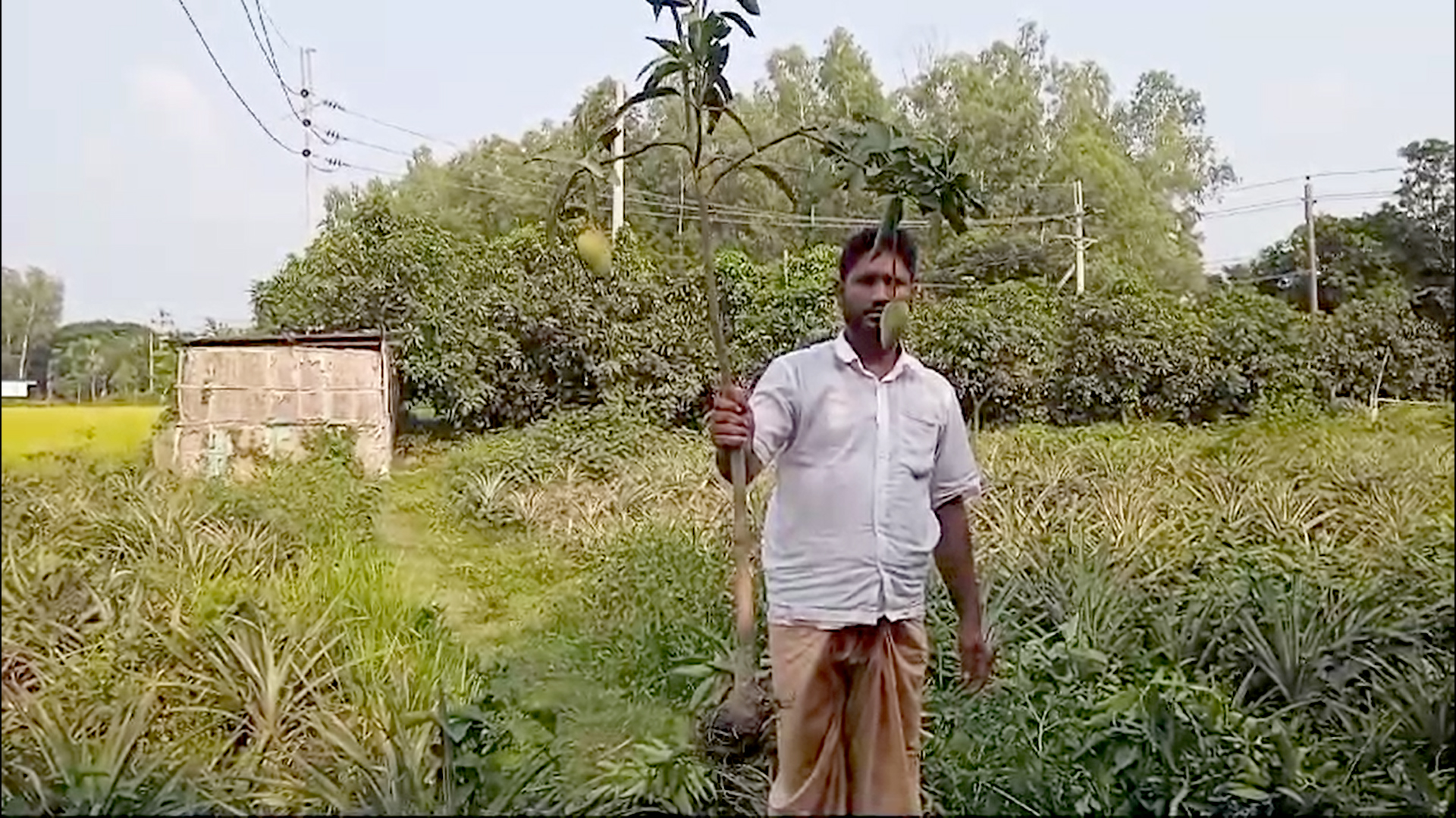 ফুলবাড়ীতে পুর্বশত্রুতার জেরে ২০০টি চারা আমগাছ বিনষ্ট