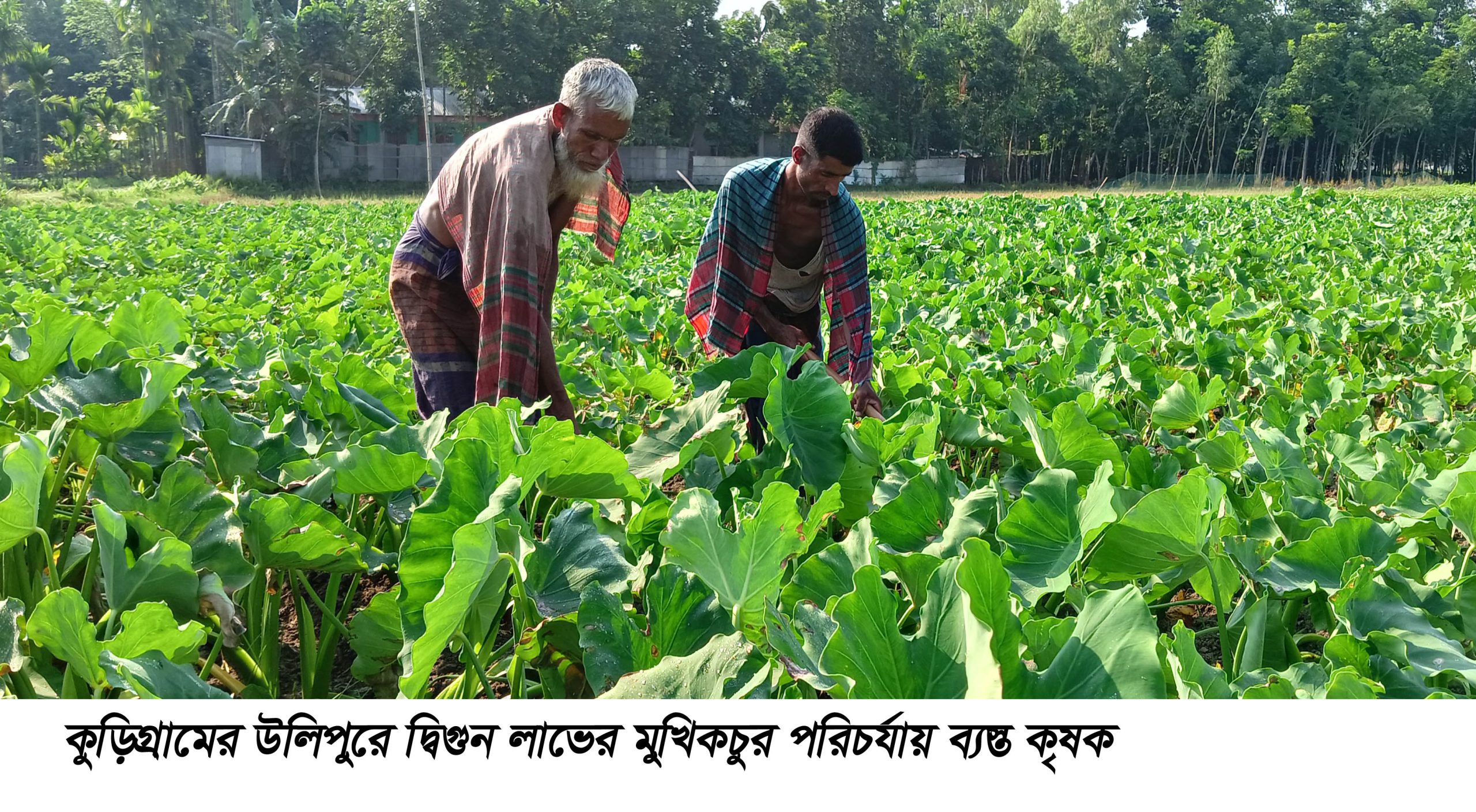 উলিপুরে দ্বিগুণ লাভের মুখিকচু চাষ