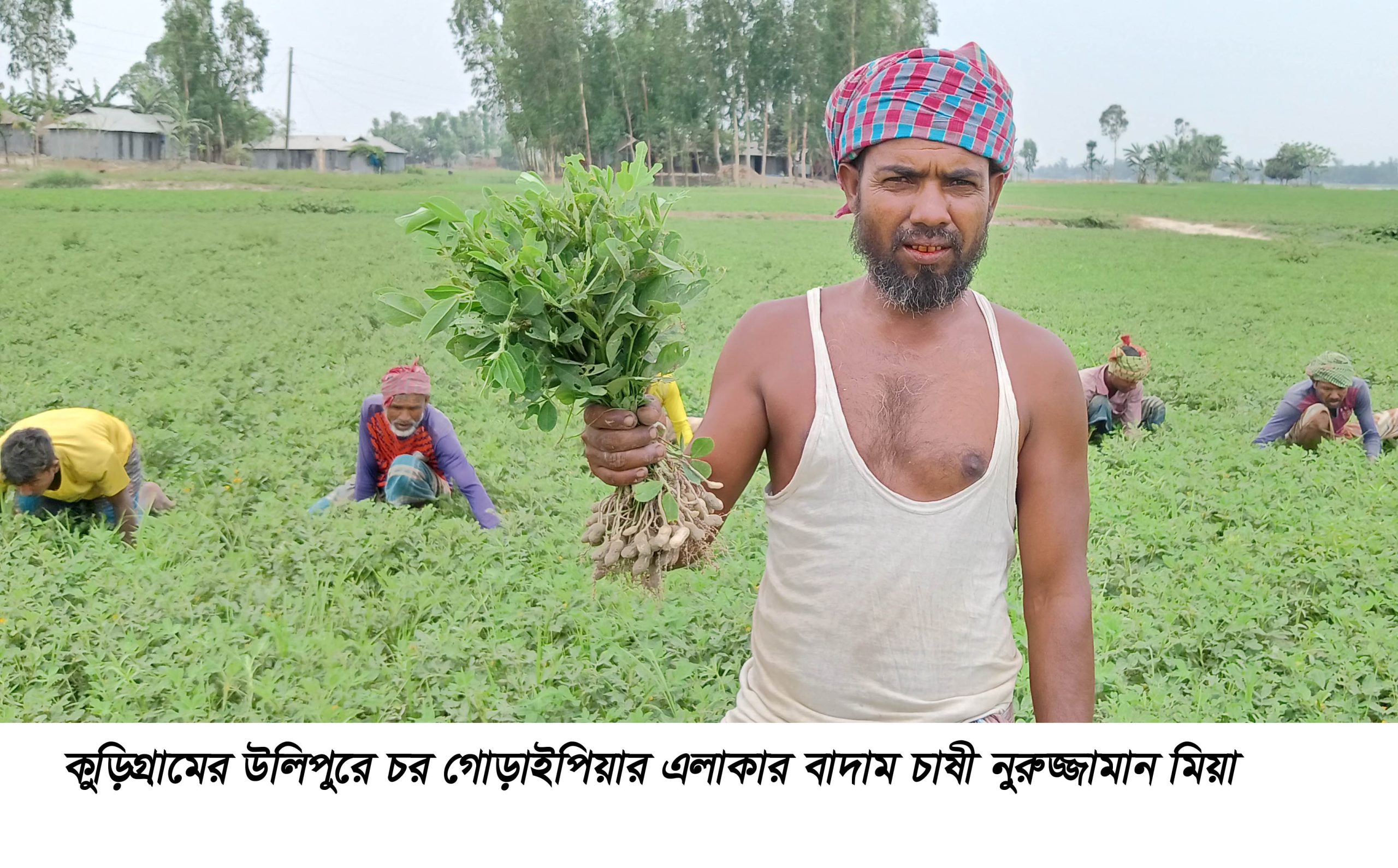 উলিপুরে চরাঞ্চলে বেড়েছে বাদামের চাষ, দ্বিগুণ লাভের আশা