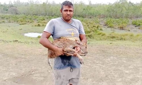 সুন্দরবনের কটকা থেকে ৩০ মৃত হরিণ উদ্ধার