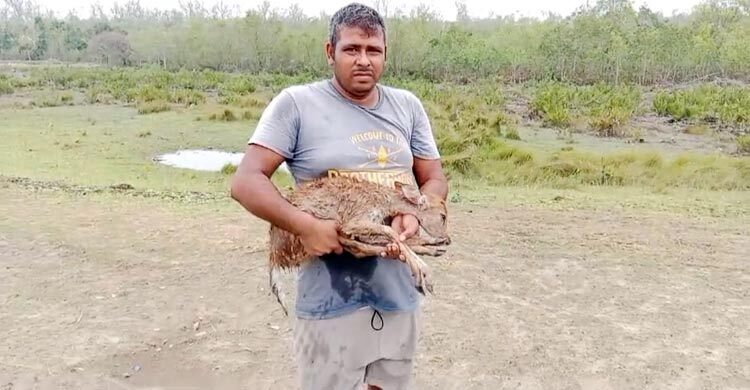 সুন্দরবনের কটকা থেকে ৩০ মৃত হরিণ উদ্ধার