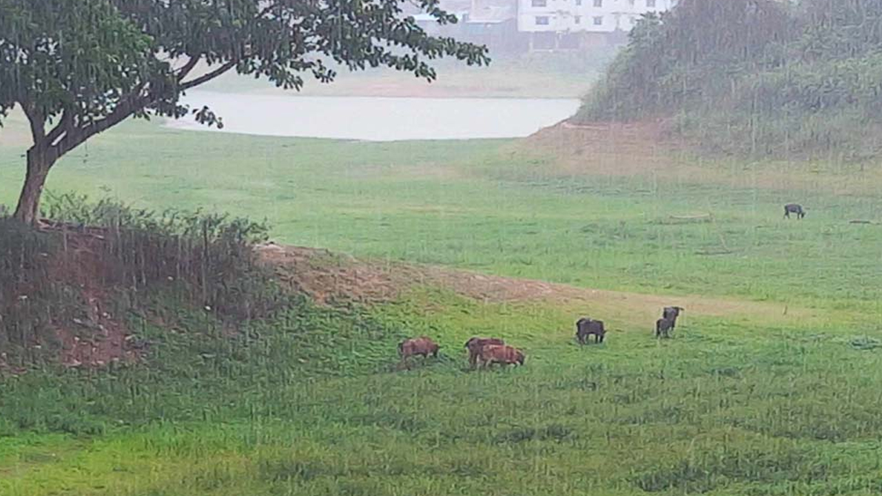 রাঙ্গামাটিতে বজ্রপাতে দুইজনের মৃত্যু