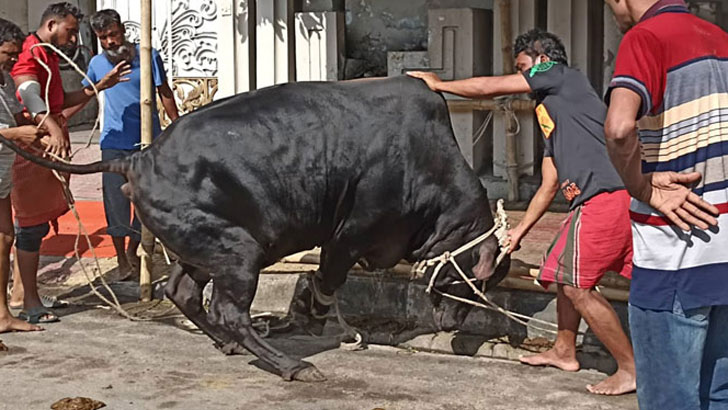 ঈদের দ্বিতীয় দিনেও চলছে পশু কুরবানি