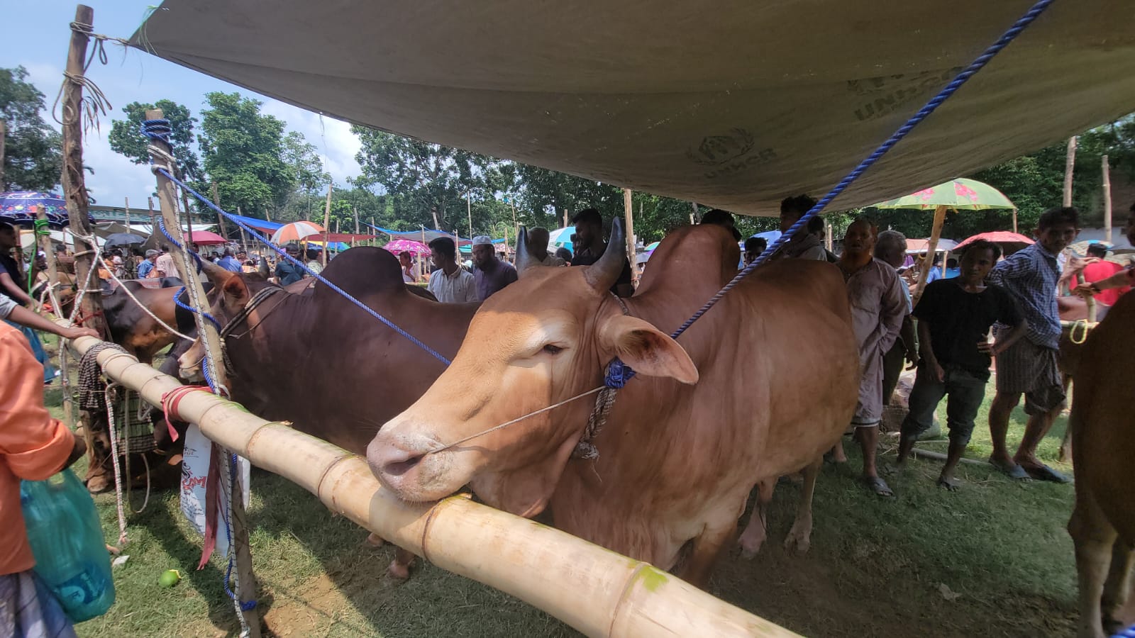 বান্দরবানে জমে উঠেছে কোরবানির পশুর হাট