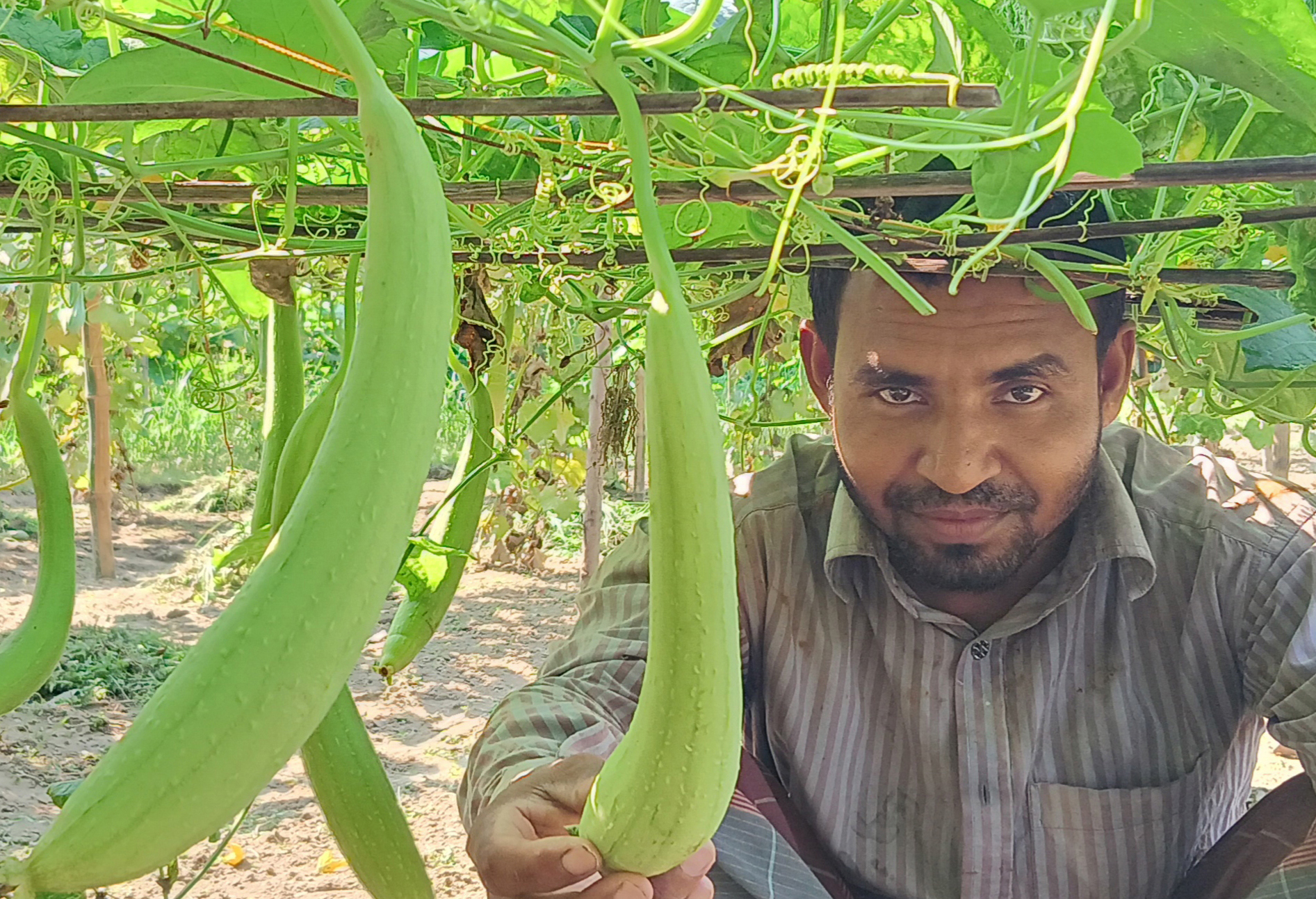 উলিপুরে কদোয়ার চাষ, ফলনে ও দামে খুশি কৃষকেরা