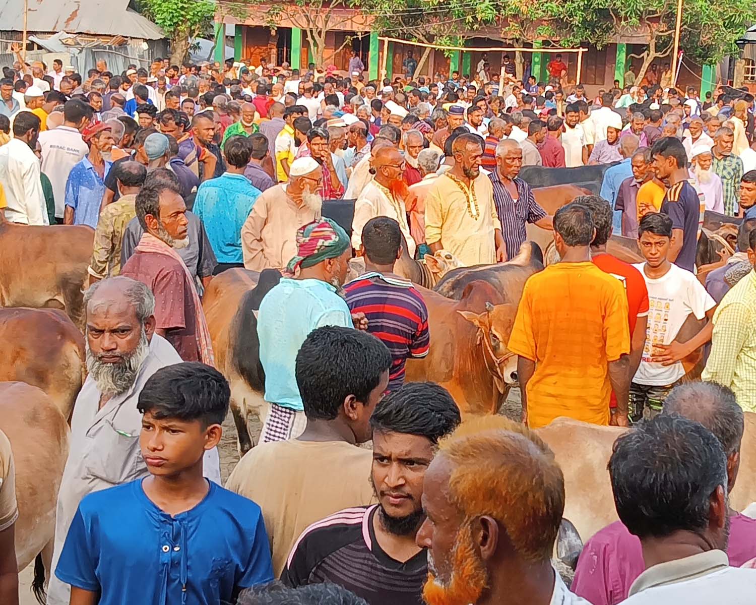 উলিপুরে জমে উঠেছে কোরবানির পশুর হাট