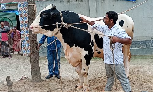 ৩৫ মন ওজনের রাজা বাবুর মুল্য ১৮ লক্ষ টাকা