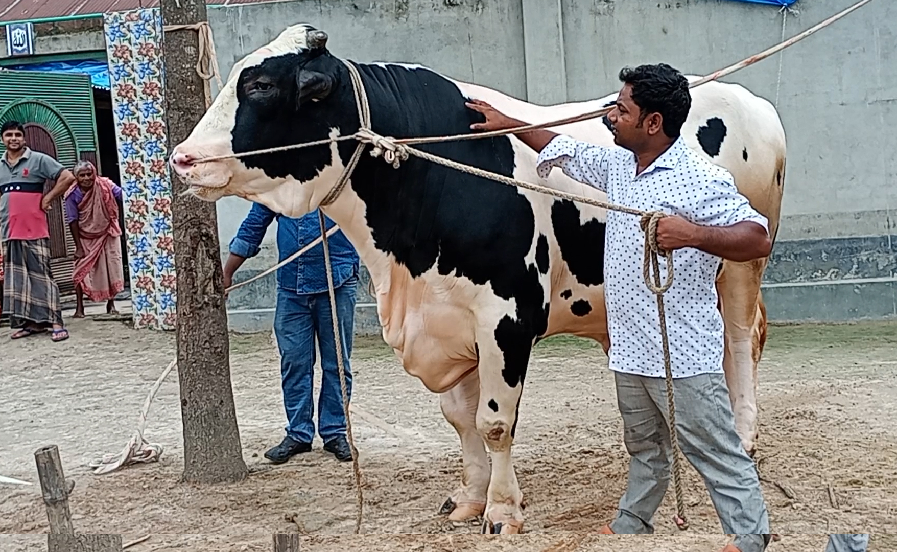 ৩৫ মন ওজনের রাজা বাবুর মুল্য ১৮ লক্ষ টাকা