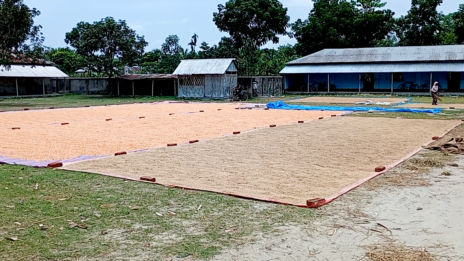 ধান ও ভূট্টা শুকানোর চাতালে পরিণত বিদ্যালয়ের ক্যাম্পাস