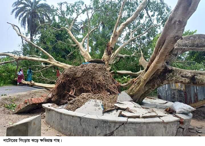 সিংড়ায় ২০ মিনিটের ঝড়ে উড়ে গেছে ঘরের চাল, উপরে গেছে গাছপালা