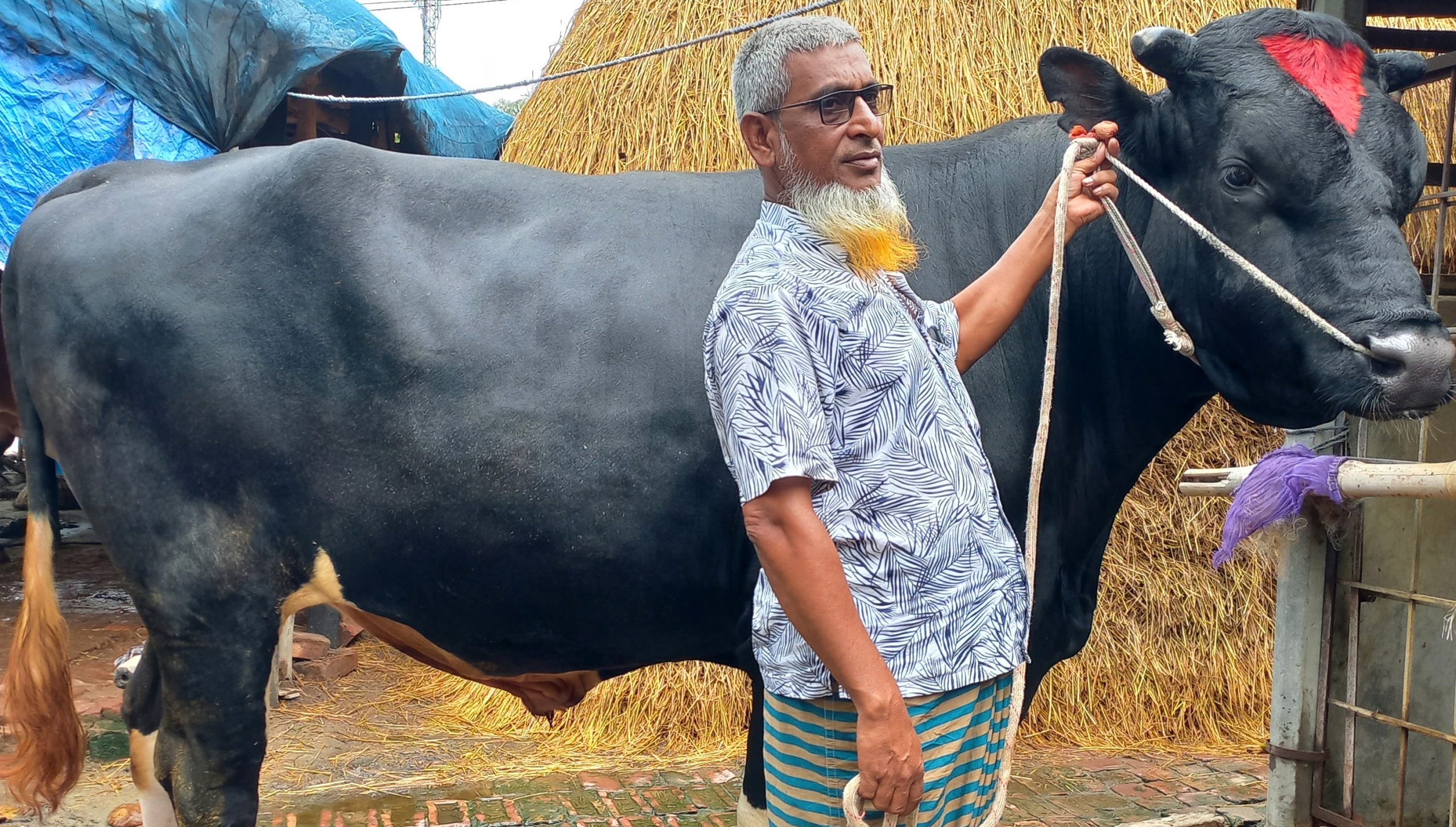 ঢাকার হাট কাঁপাবে ‘কালো মানিক’