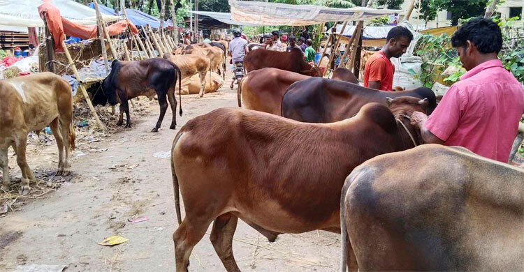 রাত থেকেই পশুর হাট জমে উঠবে, আশা ব্যাপারী-হাট কমিটির