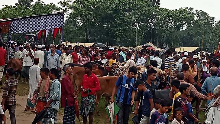 পশুর হাটে নিজের পালিত ষাঁড়ের গুঁতোয় প্রাণ গেল কৃষকের