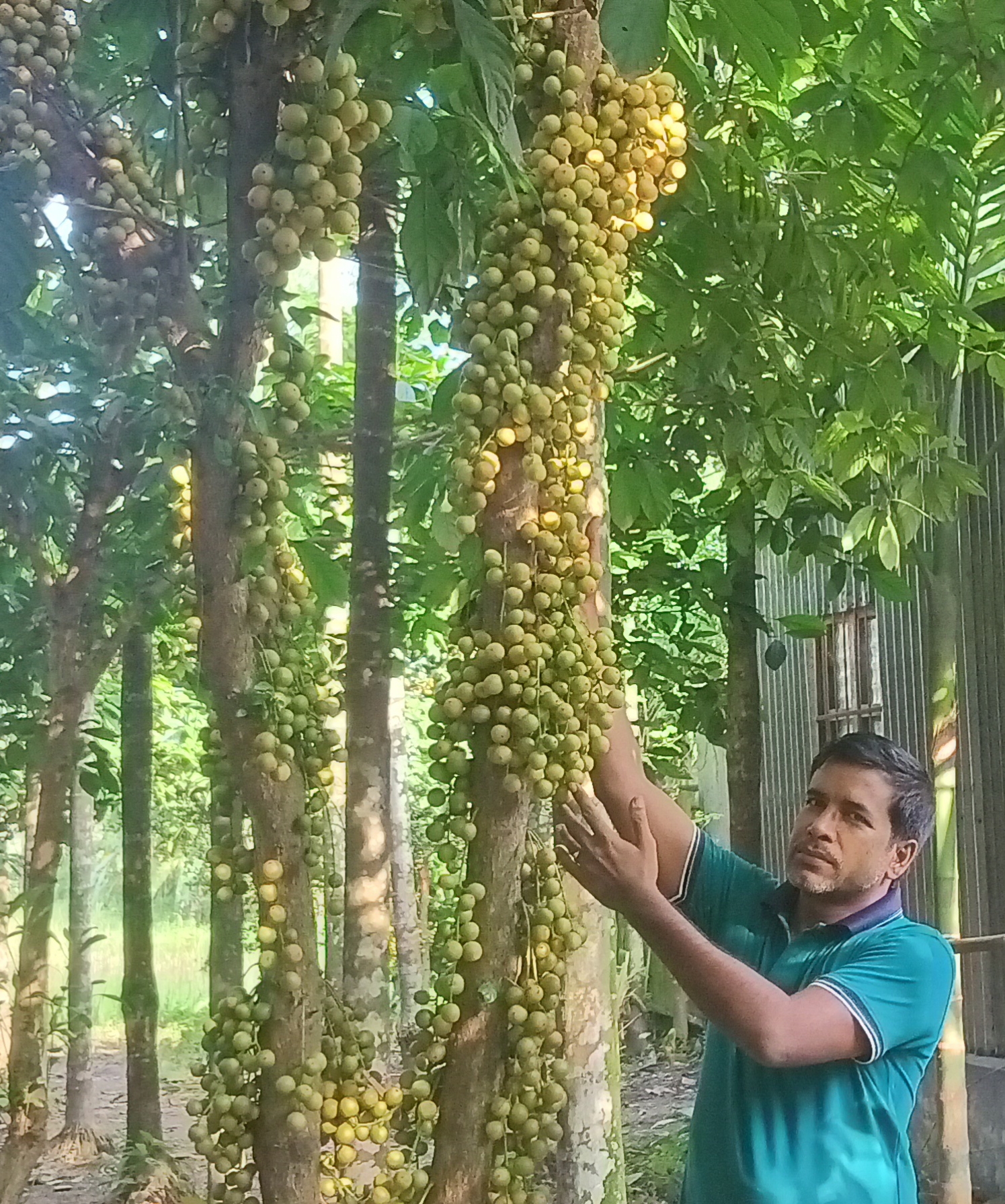 উলিপুরে বাণিজ্যিক ভাবে লটকন চাষ ফলনে ভাগ্য বদলের স্বপ্ন