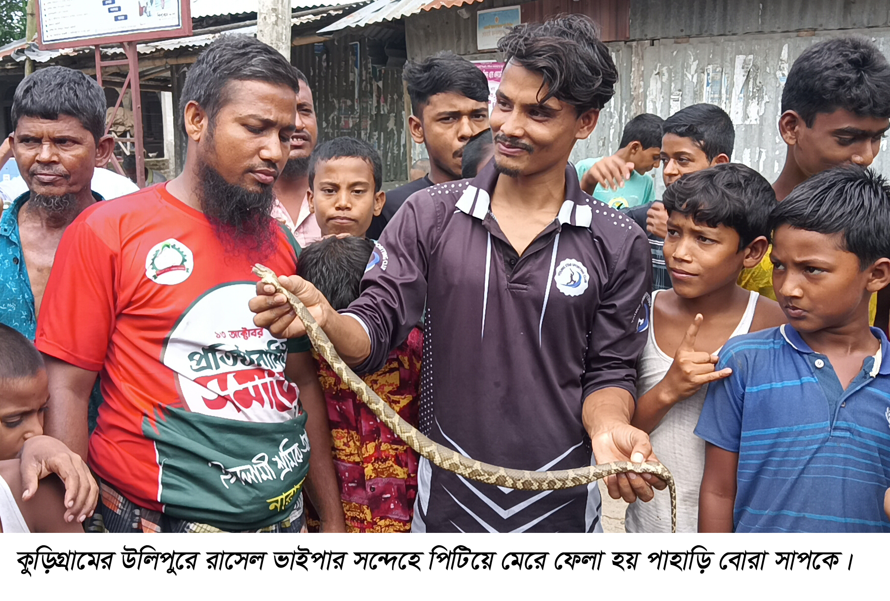 উলিপুরে রাসেল ভাইপার আতঙ্কে পিটিয়ে মারা হলো ‘পাহাড়ি বোরা’ সাপ