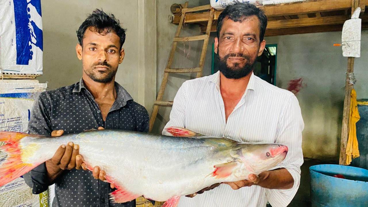 মেঘনায় ধরা পড়া পাঙাশ বিক্রি হলো ৪ হাজারে