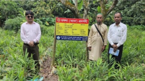 বিজয়নগরে জনপ্রিয় হয়ে উঠেছে বস্তায় আদা চাষ