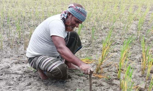 উলিপুরে পানির অভাবে ব্যাহত হচ্ছে আমন চাষ