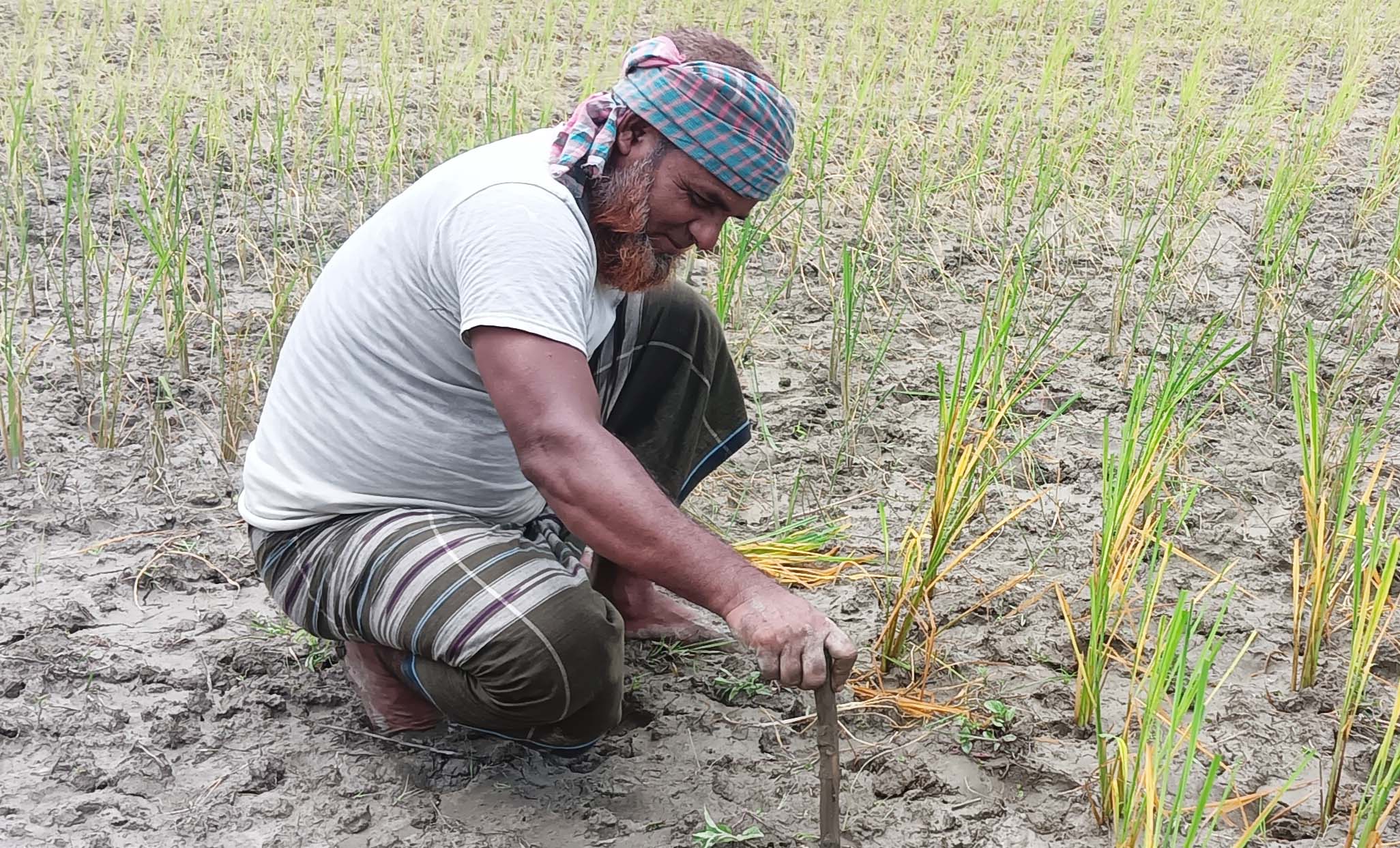 উলিপুরে পানির অভাবে ব্যাহত হচ্ছে আমন চাষ