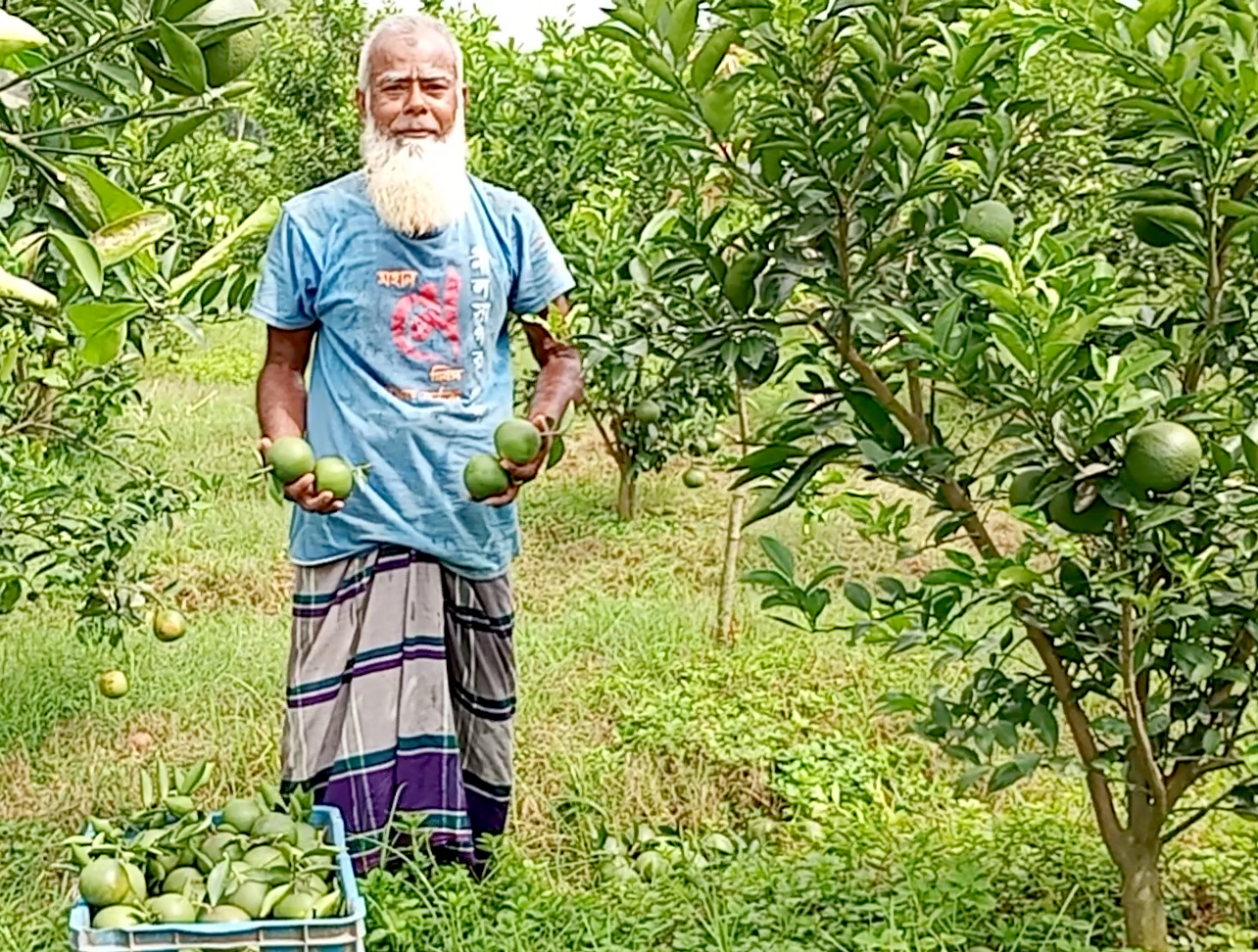 ফুলবাড়ীতে মাল্টা চাষে সফল কৃষক তিতুমির হক