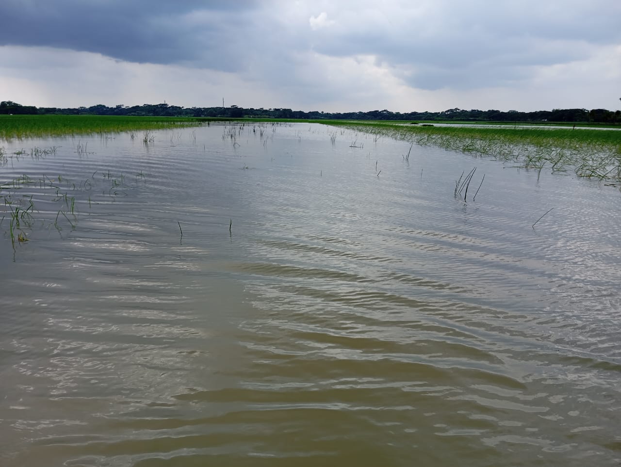 শরণখোলায় অতিবৃষ্টিতে রোপা আমনের ব্যপক ক্ষতি