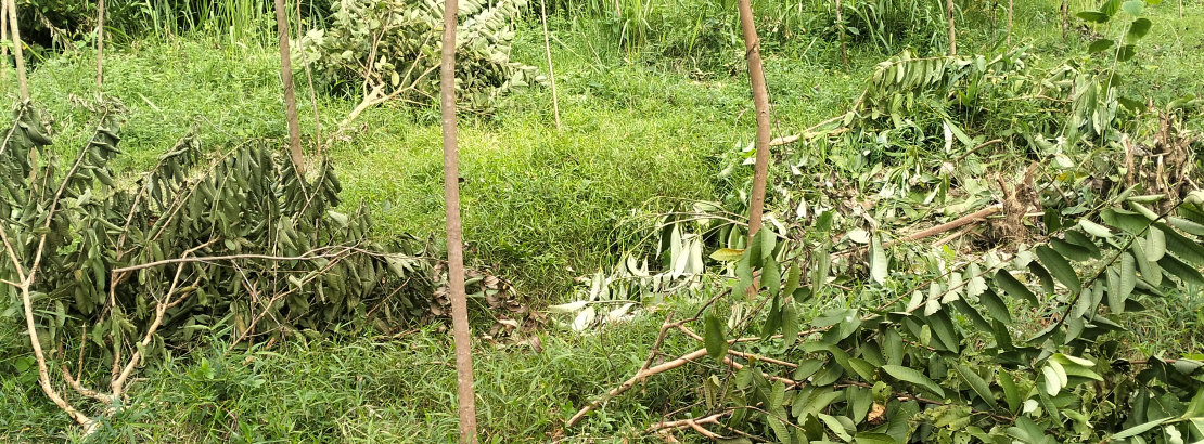 বাঁশখালীতে বনাঞ্চলের শতাধিক ফলজ ও বনজ গাছ কর্তনের অভিযোগ