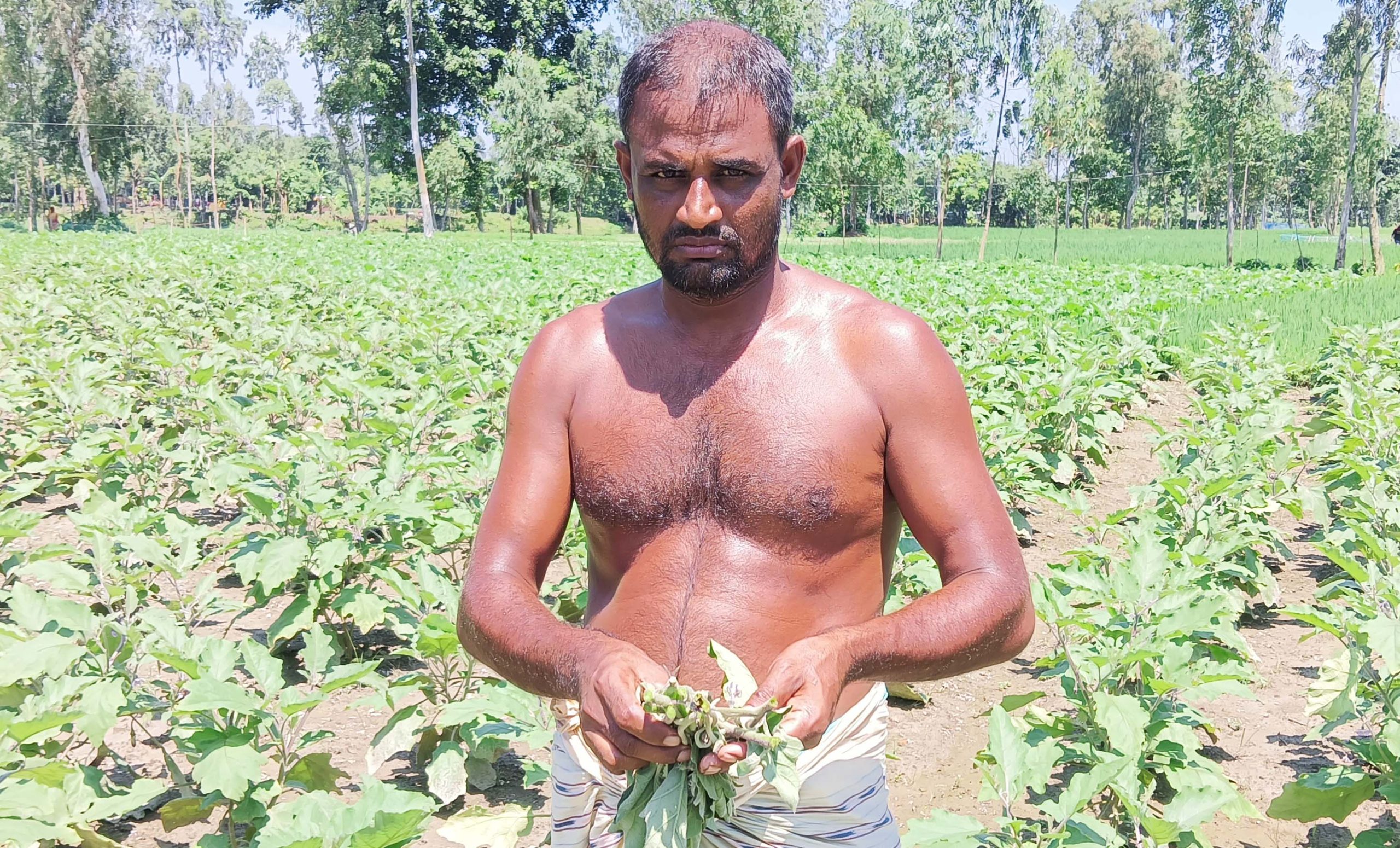 উলিপুরে পোকার আক্রমণে হতাশ বেগুন চাষিরা