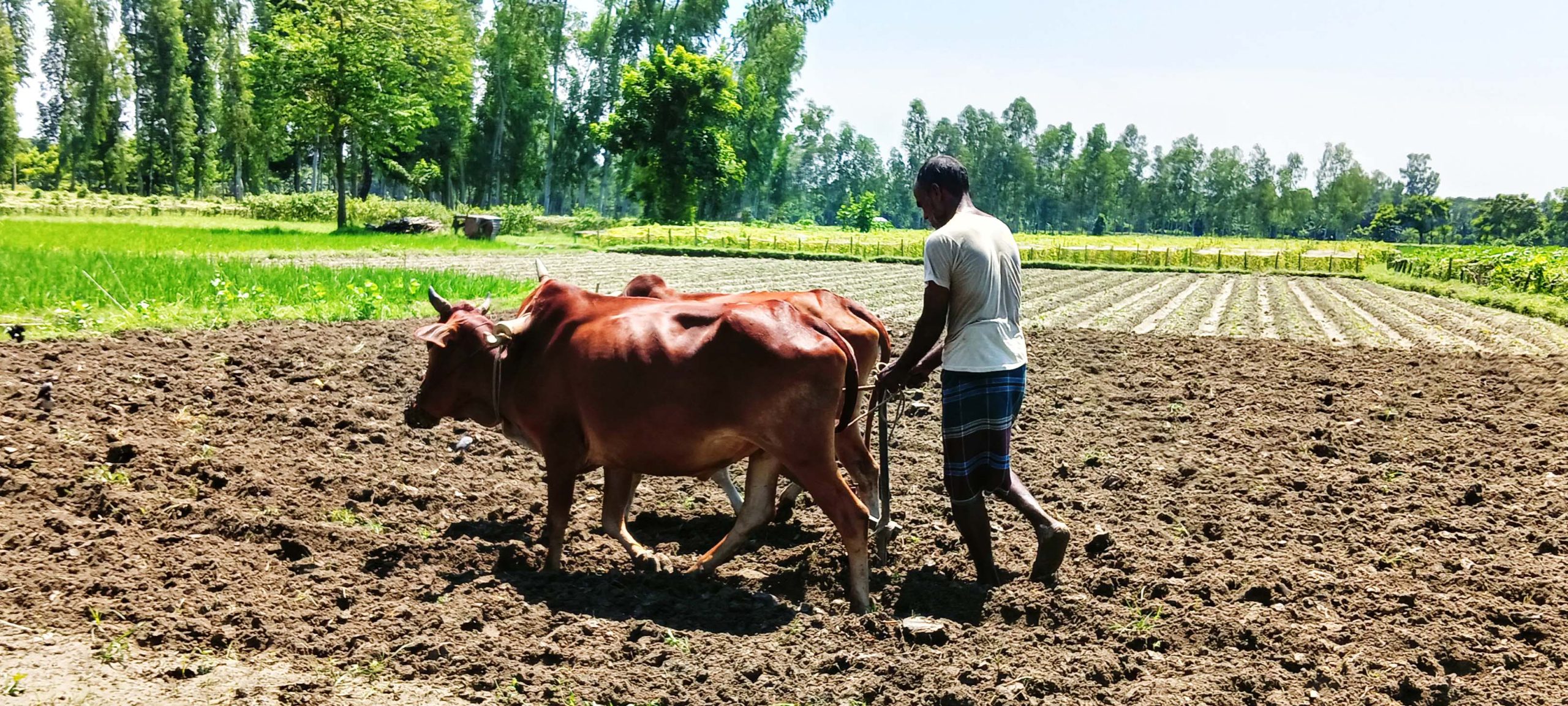 উলিপুরে সংকটে গরু দিয়ে হালচাষ 