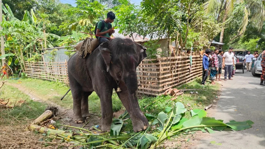 নিজের হাতির পায়ে পিষ্ট হলেন যুবক