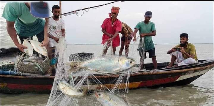 বাউফলে মাছের রাজা ইলিশ অভয়াশ্রমে ফিনিশ