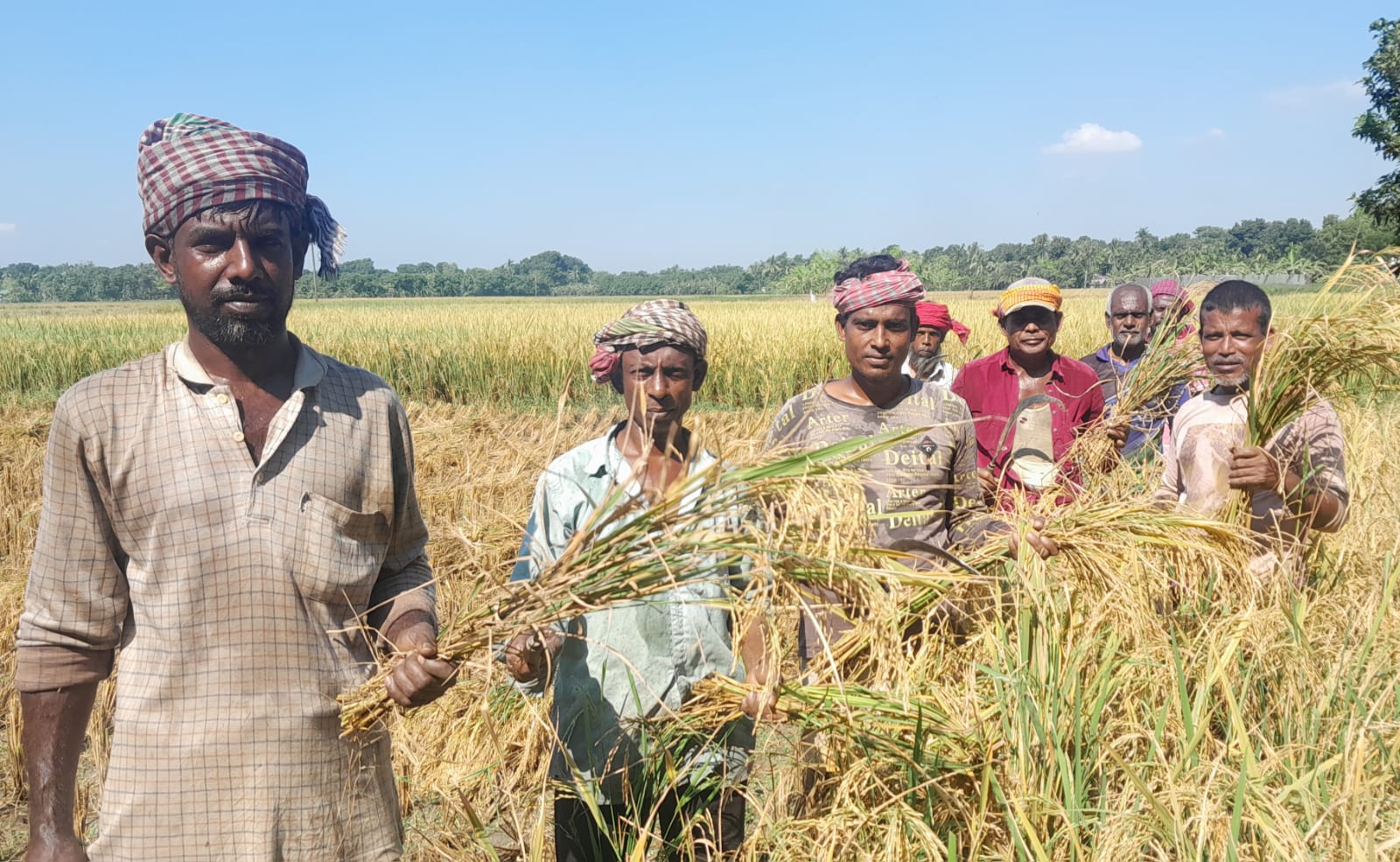 বড়াইগ্রামে নুয়ে পড়া ধান কাটতে শ্রমিকের অভাব