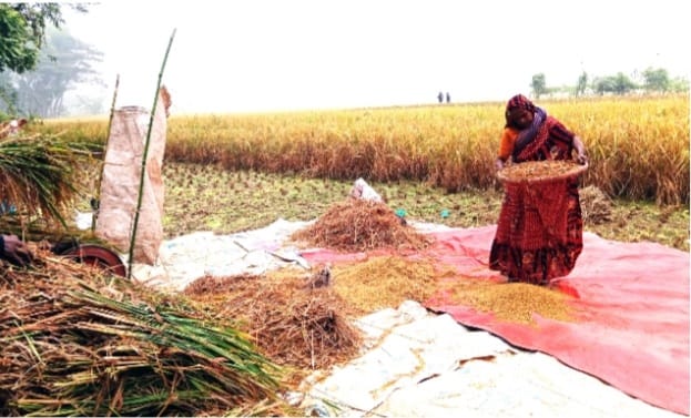 ভোলায় আমন ধানের ফলন ভাল হওয়ায় হাঁসি ফুটেছে কৃষকদের মুখে