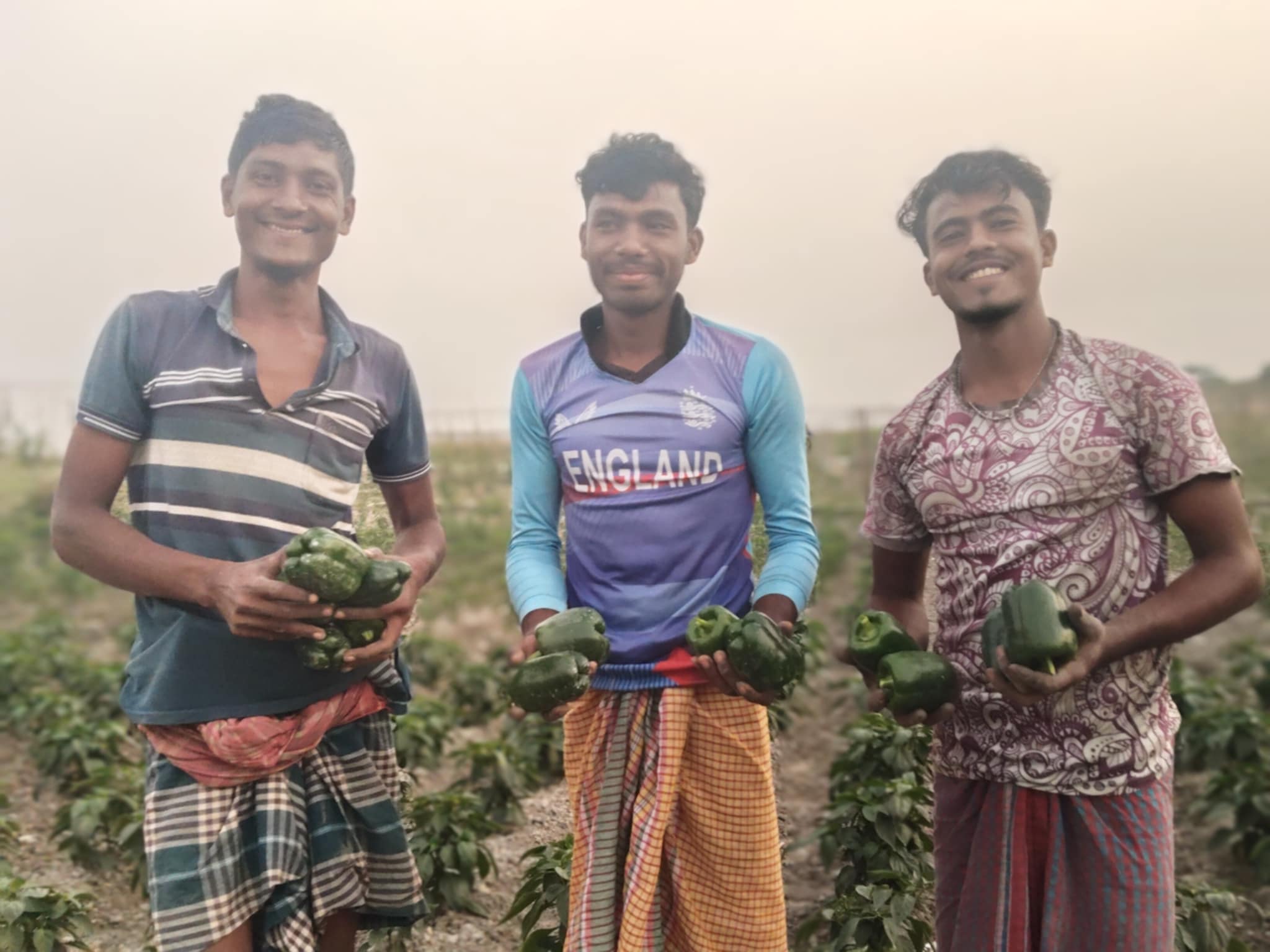 ভোলায় ক্যাপসিকাম চাষে সফল কৃষকরা