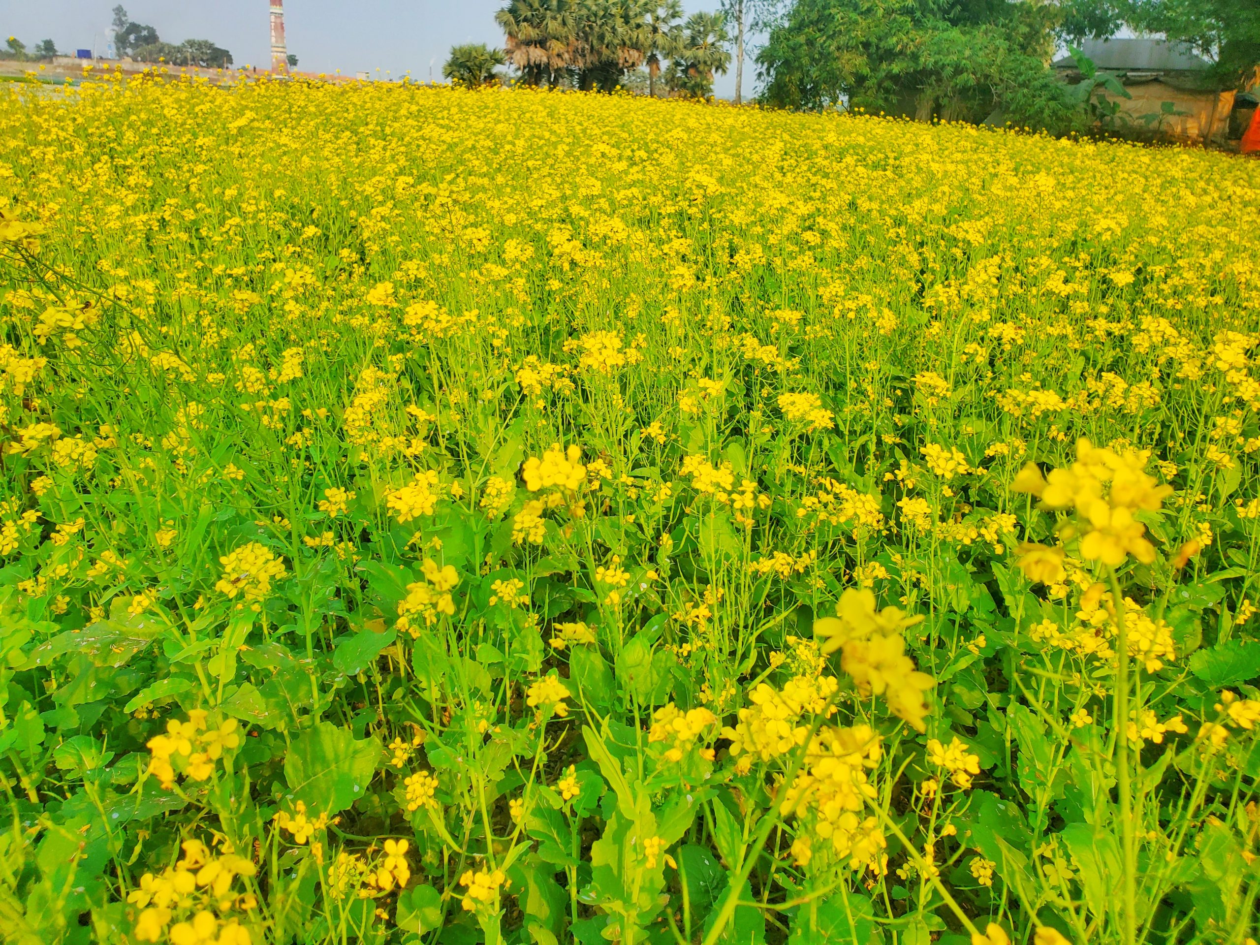 গাজীপুরে সরিষা চাষে স্বল্প খরচে বেশি লাভ, খুশি কৃষকরা