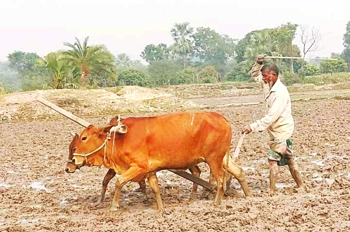 গাজীপুরে আধুনিকতার ছোঁয়ায় হারিয়ে যাচ্ছে গরু দিয়ে হালচাষ