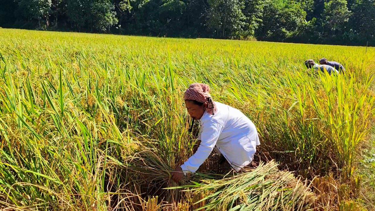 পাহাড়ে পাকা ধানের দোলায় দুলছে ভারতীয় পাজাম, কৃষকের মুখে হাসি