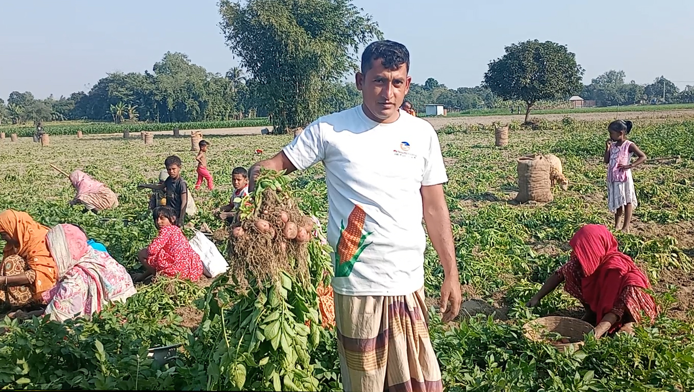 ফুলবাড়ীতে আগাম জাতের আলু তোলার হিড়িক