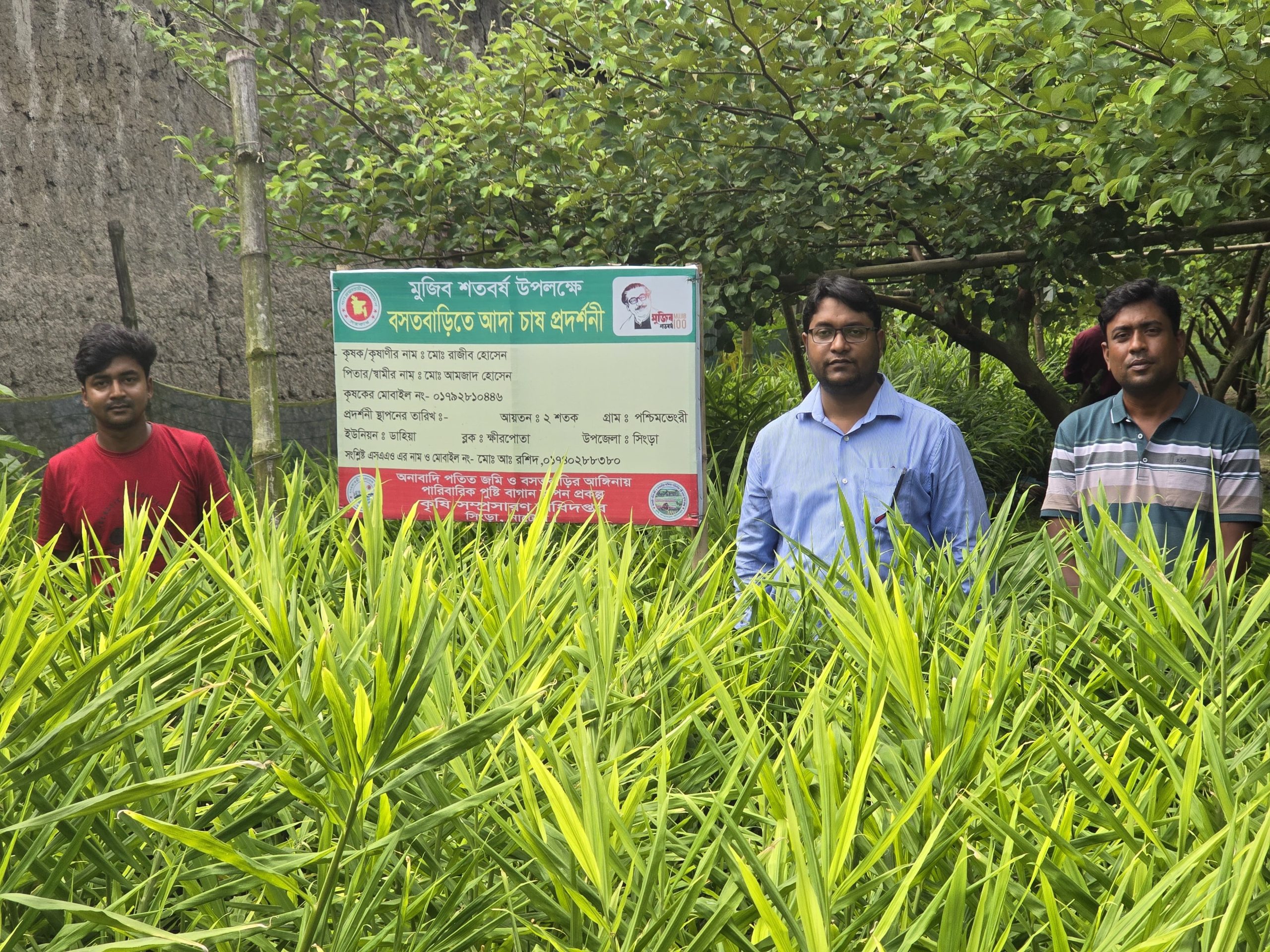 সিংড়ায় আগ্রহ বাড়ছে বস্তায় আদা চাষের