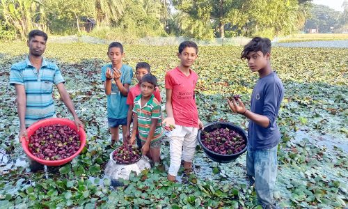 সিংড়ায় পানিফল চাষে আগ্রহ বাড়ছে কৃষকদের