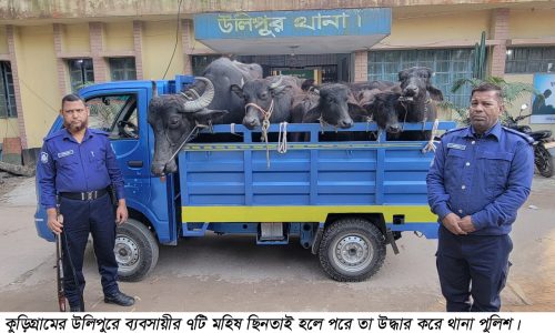 উলিপুরে ব্যবসায়ীর ৭টি মহিষ ছিনতাই, খবর পেয়ে উদ্ধার করেন থানা পুলিশ 