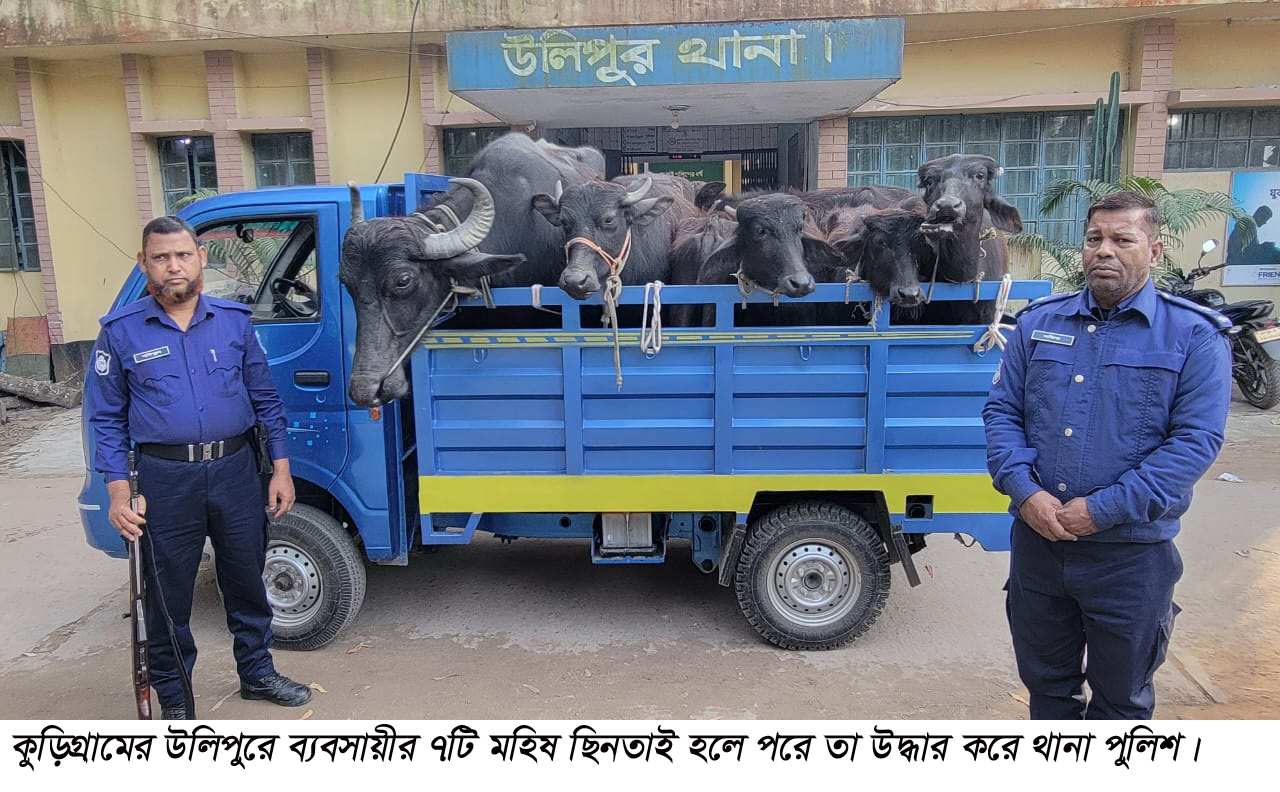 উলিপুরে ব্যবসায়ীর ৭টি মহিষ ছিনতাই, খবর পেয়ে উদ্ধার করেন থানা পুলিশ 