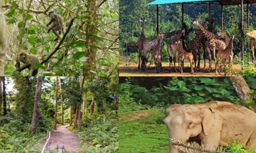 বঙ্গবন্ধু শেখ মুজিব সাফারি পার্ক প্রকল্প বাতিল