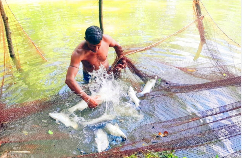 চরফ্যাশনে পুকুরে চাষ হচ্ছে নদীর কোরাল